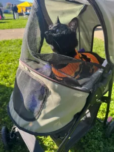 ‘Enjoying the day’: SPCA’s annual  Fall Pet  Extravaganza raises funds, brings  community  together